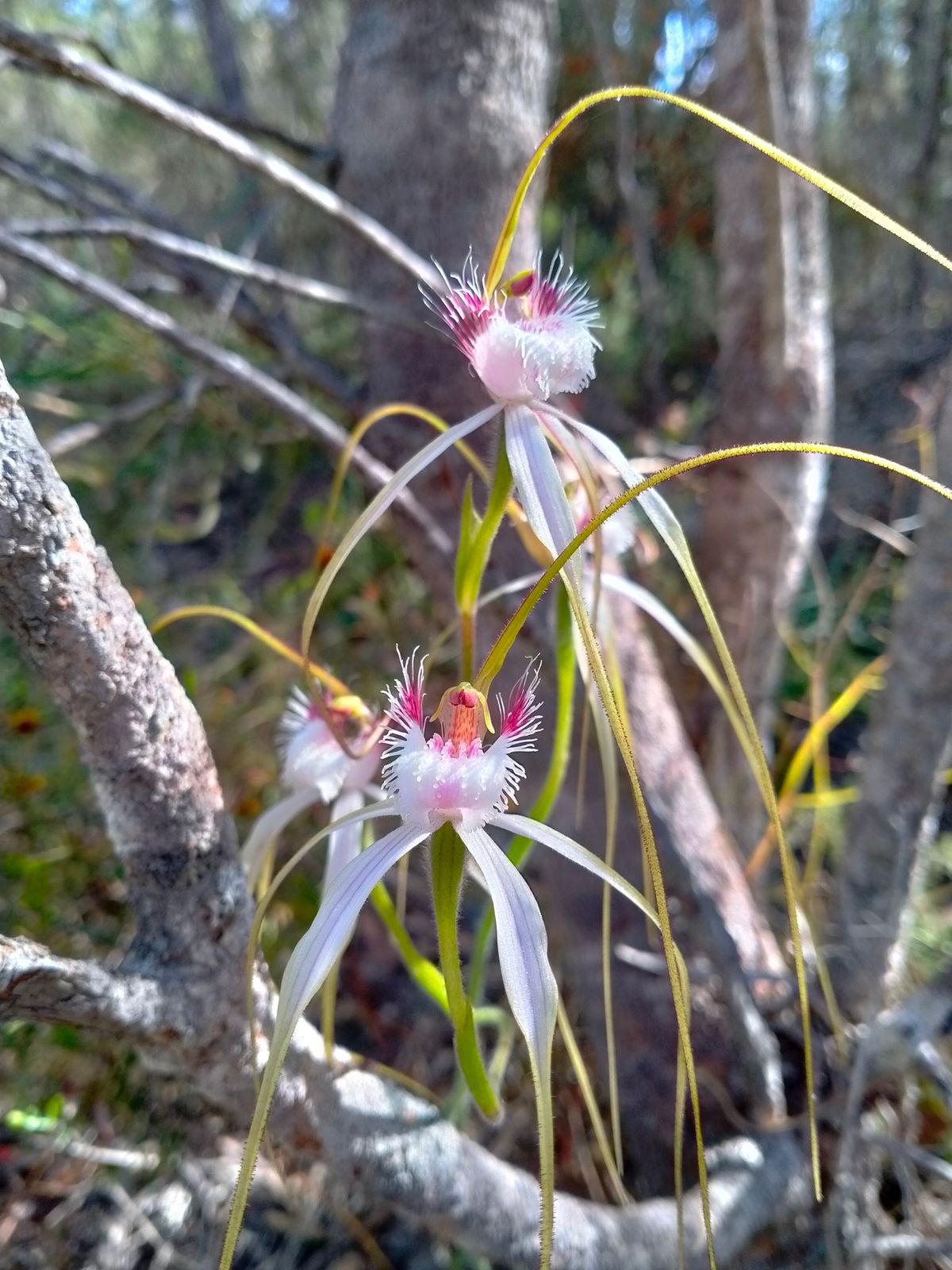 Manea Park Guided Wildflower Walk