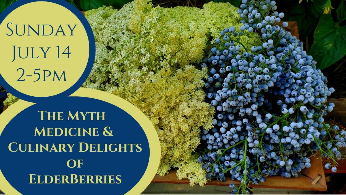 The Myth, Medicine & Culinary Delights of Elderberry