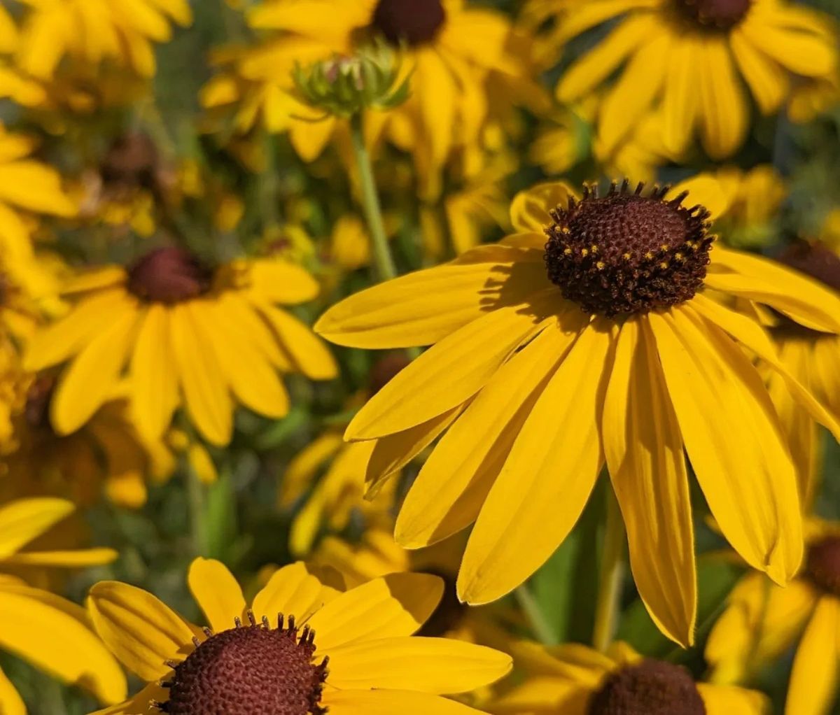 Native Plant Fundraiser - Benefitting Community Environmental Education