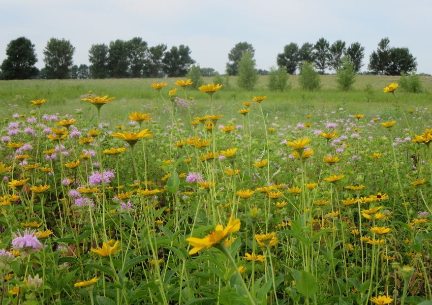 Duluth: Winter Seed Sowing Workshop