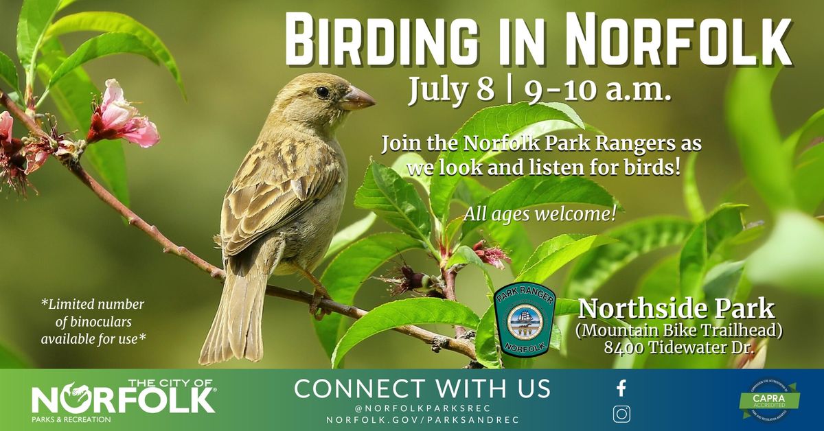 Birding in Norfolk