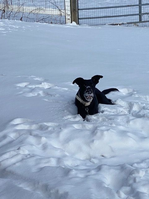 2025 11th Annual Winter Toss & Fetch Championship Michigan Style Saturday, Feb. 1 and 2