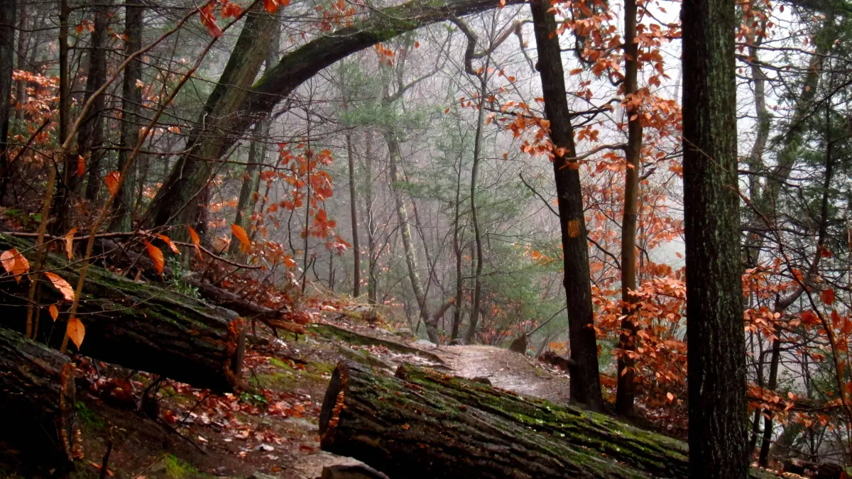 MID WISSAHICKON VALLEY HIKE with Rich Kranz
