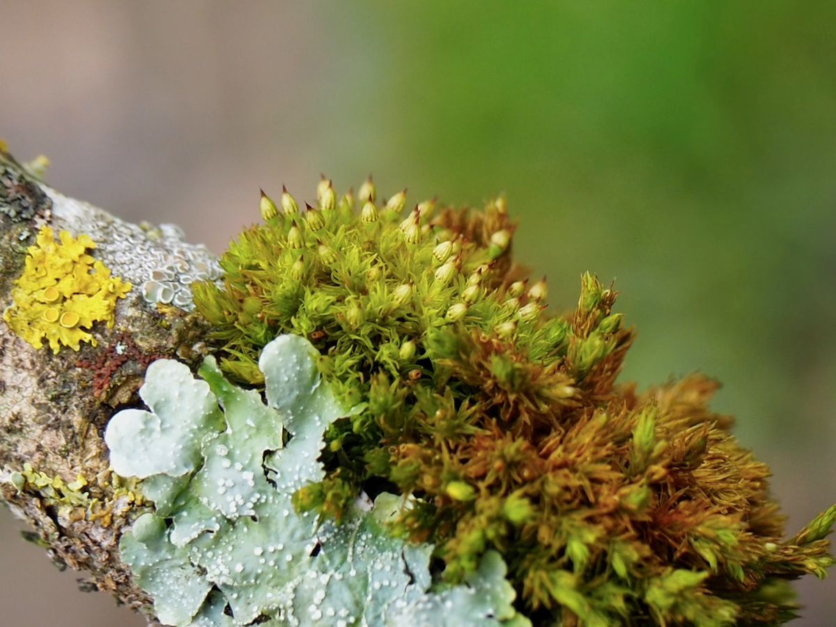 Alton Natural History Society Field Meeting - Bryophytes of Lynch Hill Hanger and the River Wey