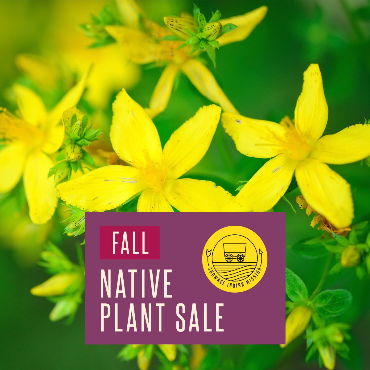 Fall Native Plant Sale