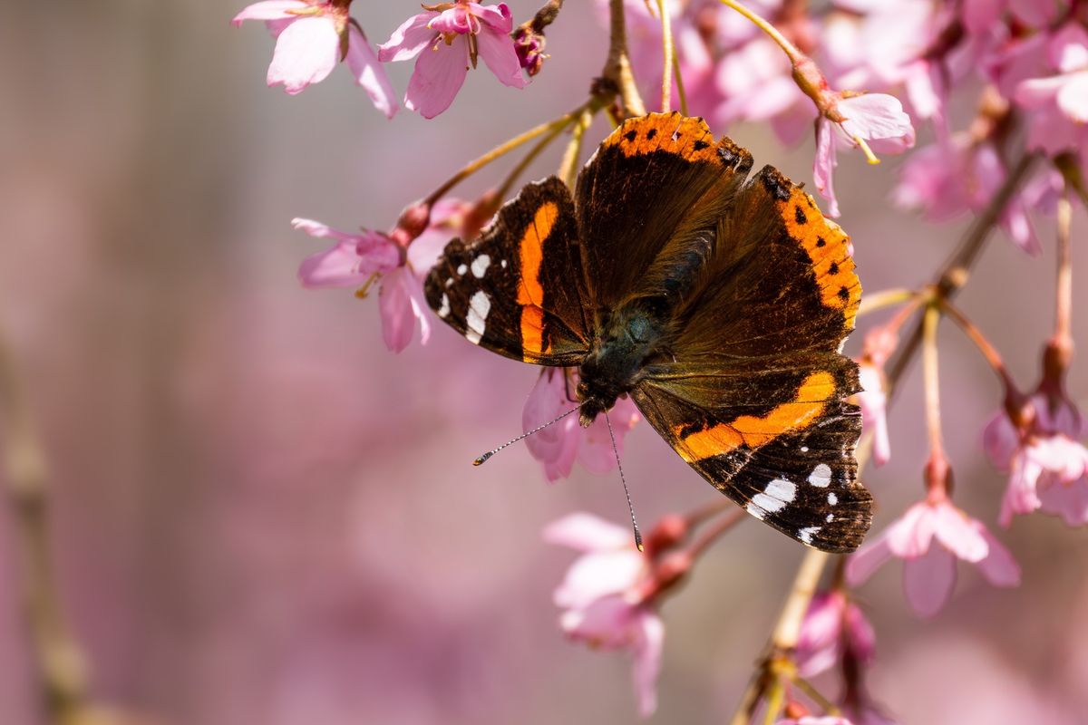 Biodiversity and Ecosystem Multifunctionality