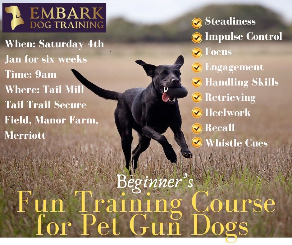 NEW FUN PET GUN DOG COURSE 6 weeks