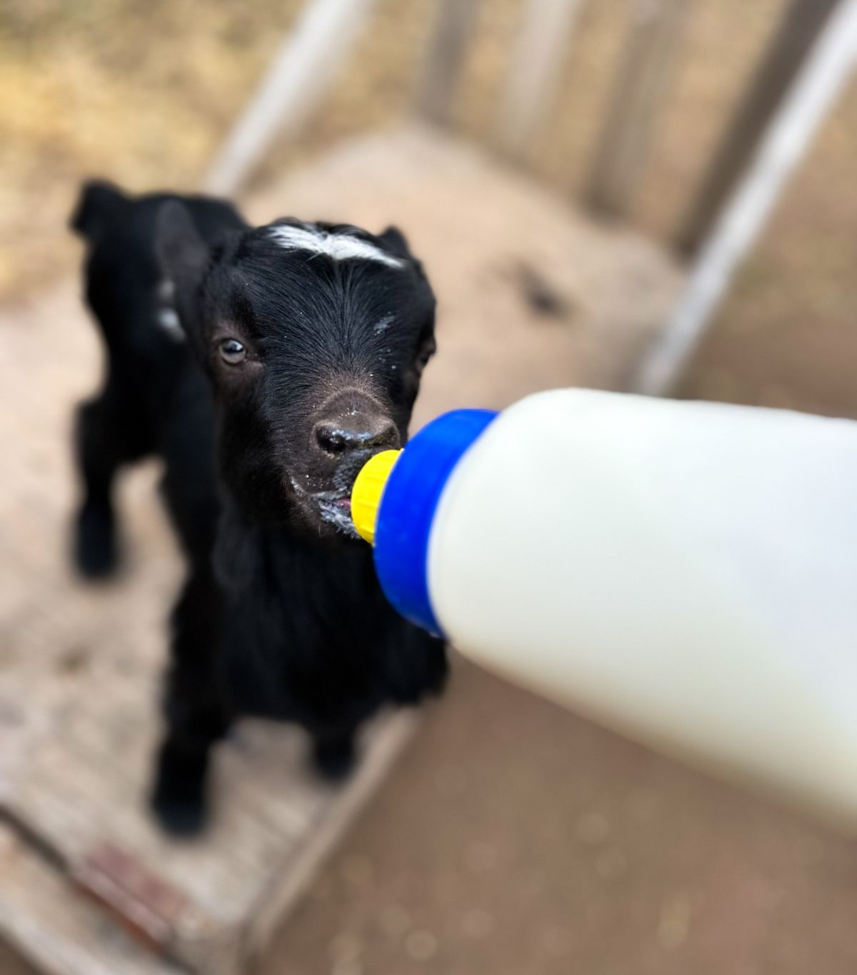 Baby Goat Bottle Feeding 