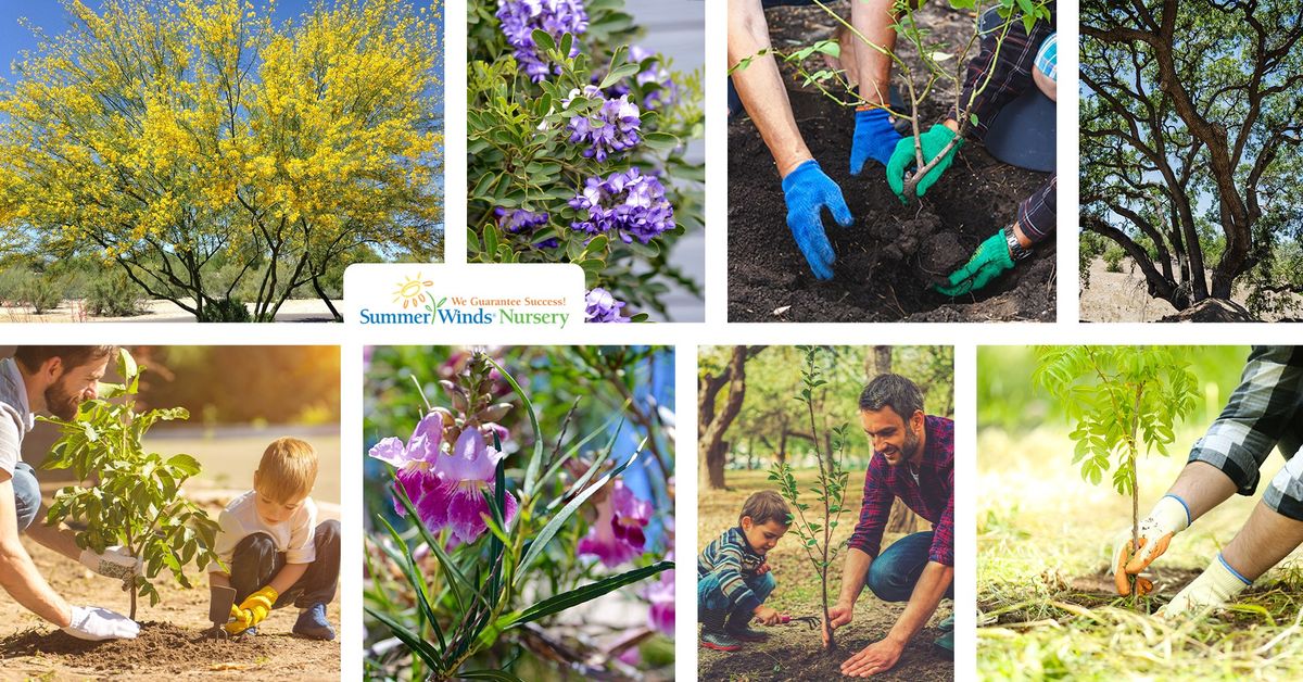 Planting Trees & Shrubs for Long-Lasting Beauty & Sustainability Class (Phoenix)