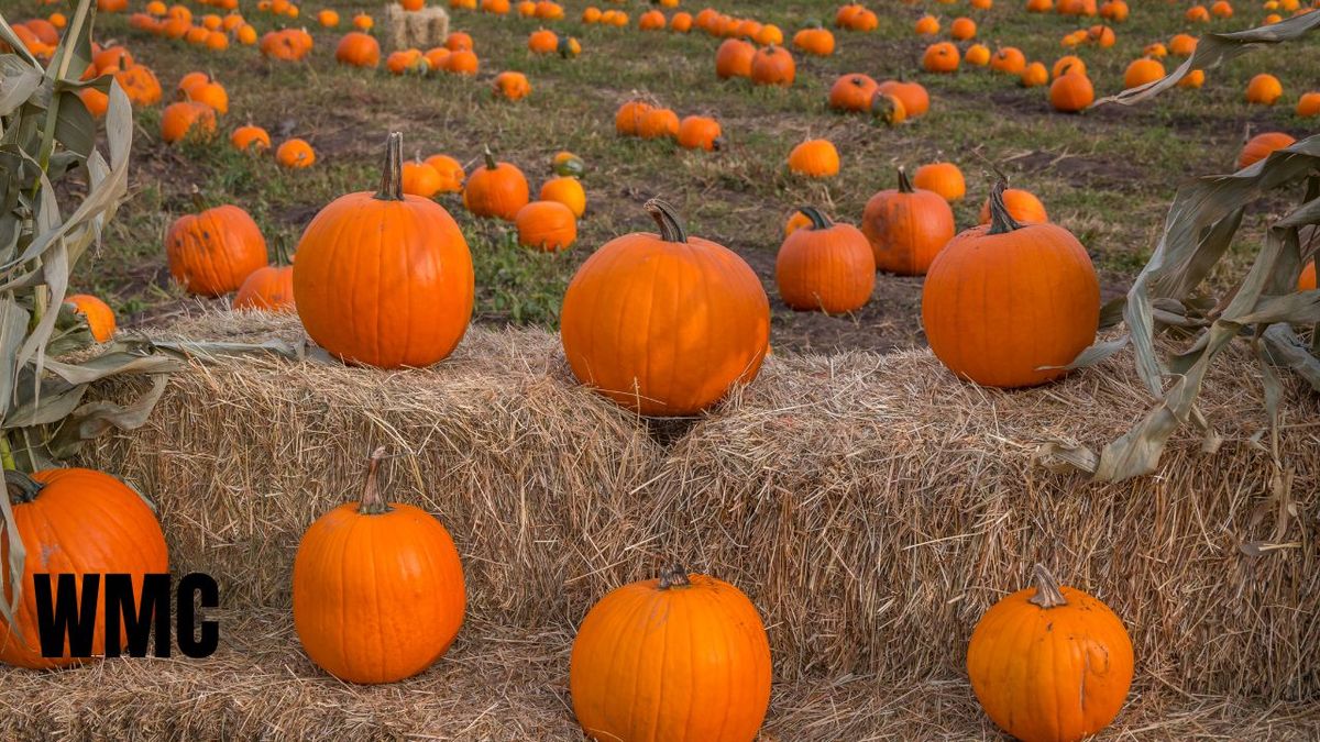 The Wesley Pumpkin Patch