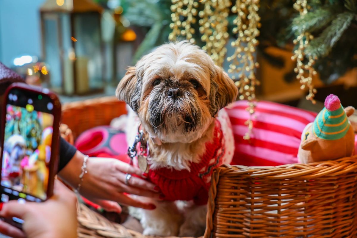 SHIH TZU CAFE - MANCHESTER