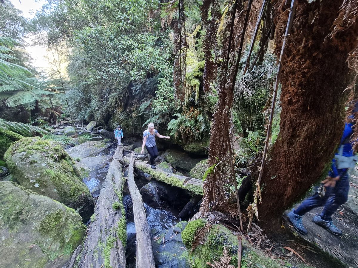 **FREE HIKE** Lorne Waterfalls Circuit