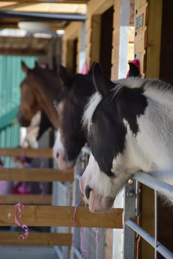 Equine Holistic Fayre