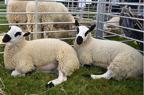 Findon Sheep Fayre