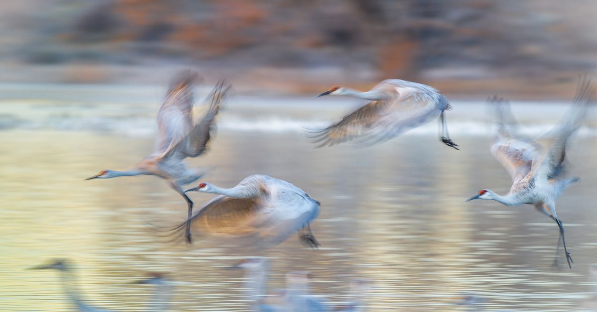 Great Midwest Crane Fest \u2013 Celebrating Community and Conservation