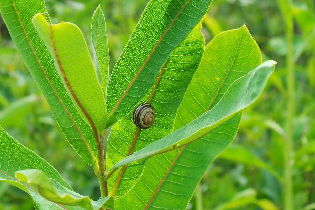 Slimy Snails on Metroparks Trails