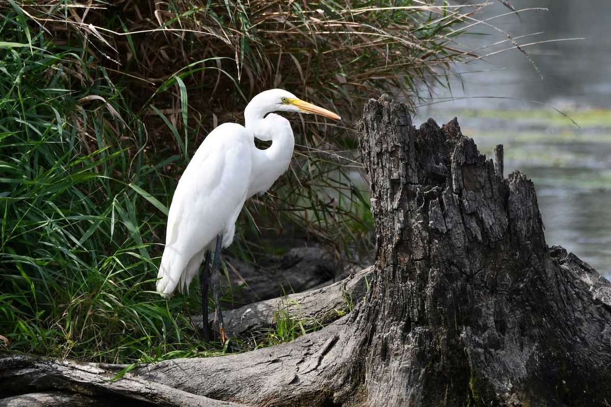 Migratory Bird Hike