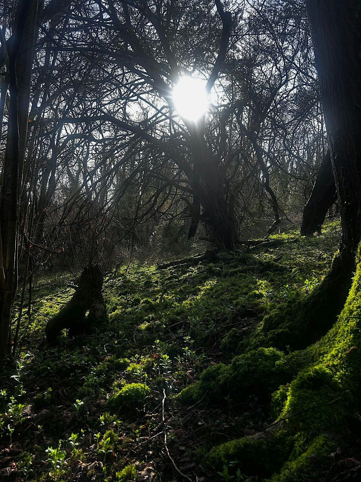 The London Forest Bathing & Psychic Oracle Club