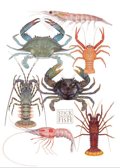Painting Crustaceans with Acrylics - with Dr Lindsay Marshall