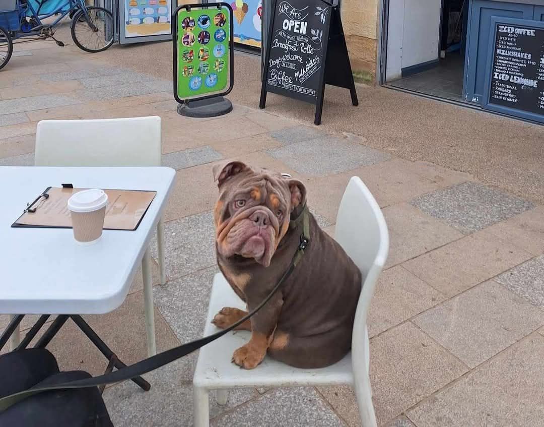 South West (Weston Beach) Bulldog Walk for GBSR UK