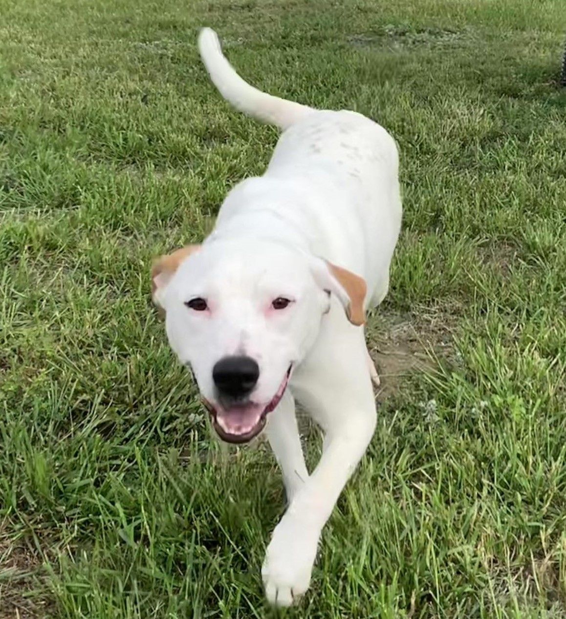 July 6th Petsmart Adoption Event