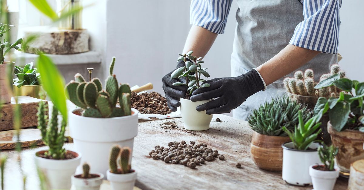 Rooted in the Arts | Succulents Workshop 