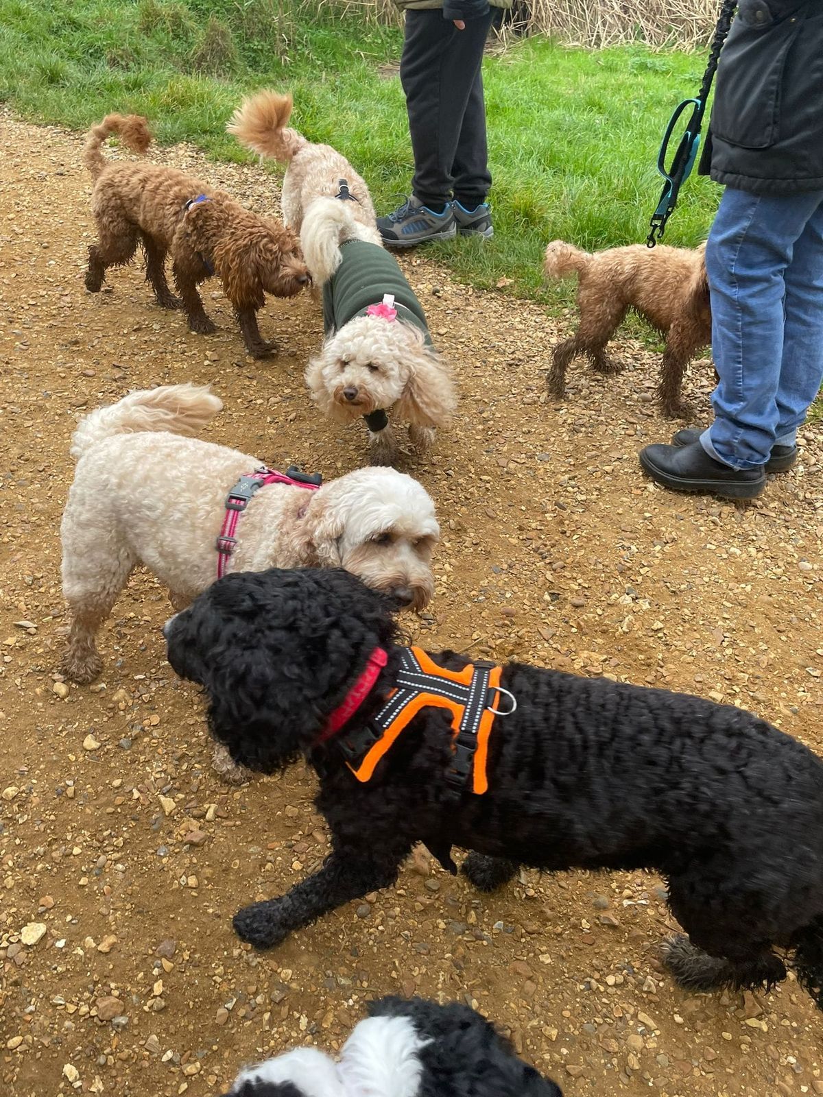 DFD Doodles and Poodles Playdate 