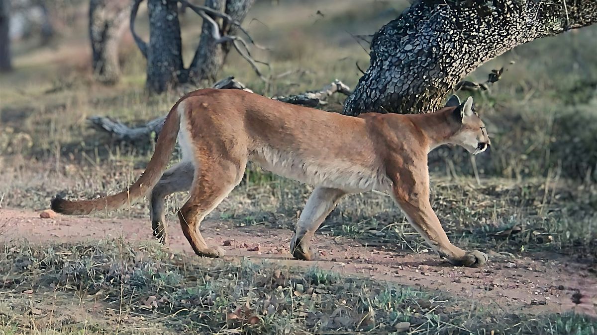 Mountain Lions 101