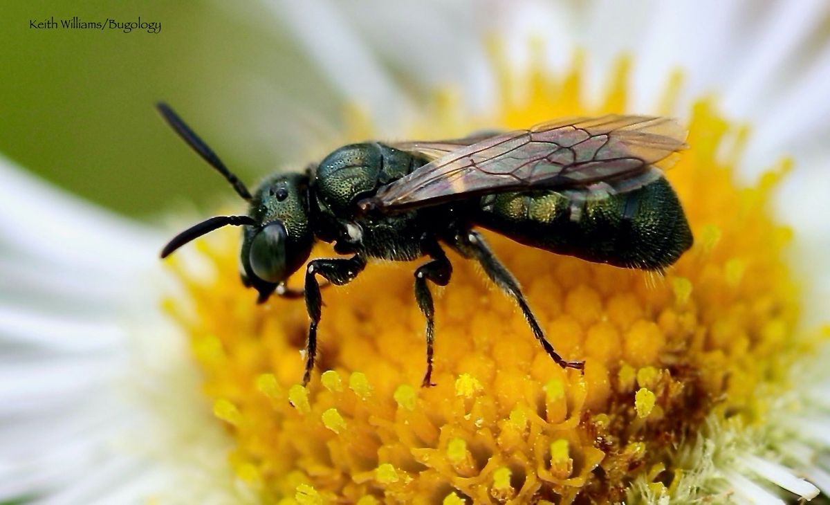 Autumn Wildflowers & Pollinators