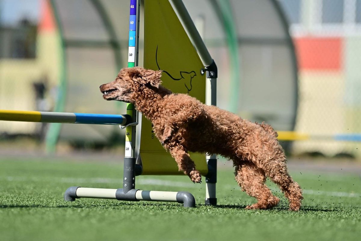 Otwarte treningi agility | 17 listopad 2024 | Caniversum