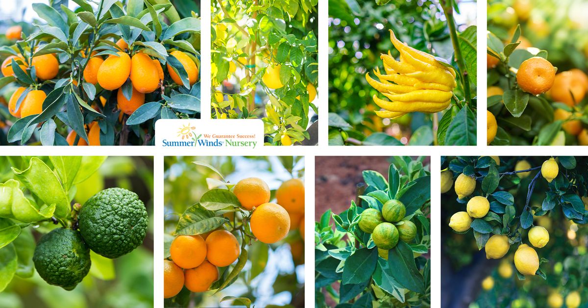 You Can Grow Delicious Citrus Class (Phoenix)