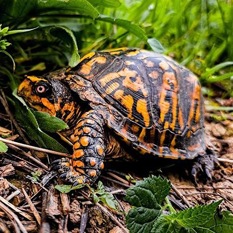Celebrate World Turtle Day