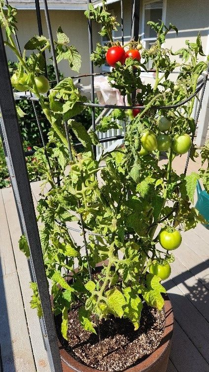 Planning your Tomato Garden - Morgan Hill