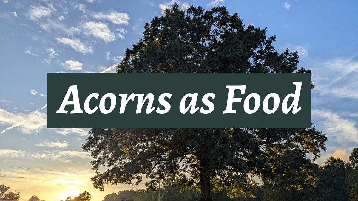 Acorns as Food