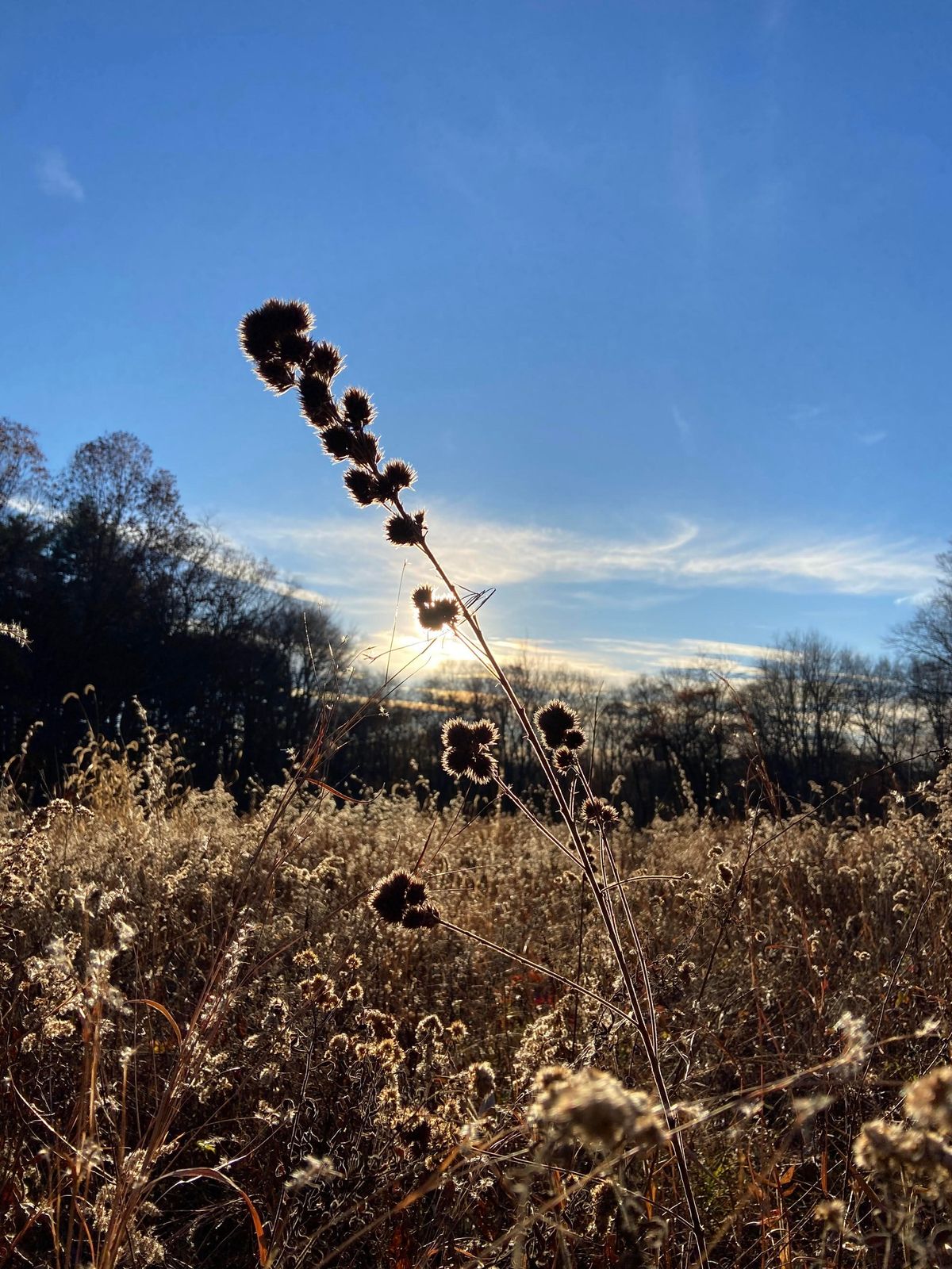 Native Seed Collection Workshop