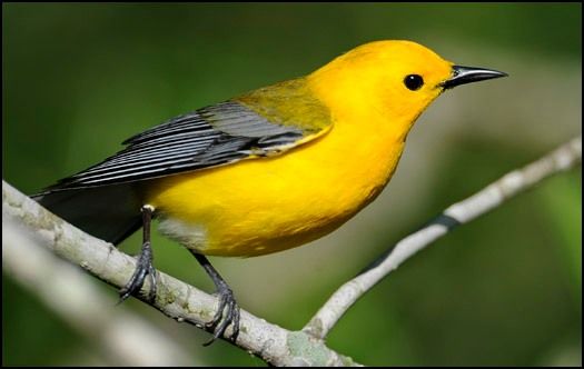 Beginning Birder: Warblers (talk)