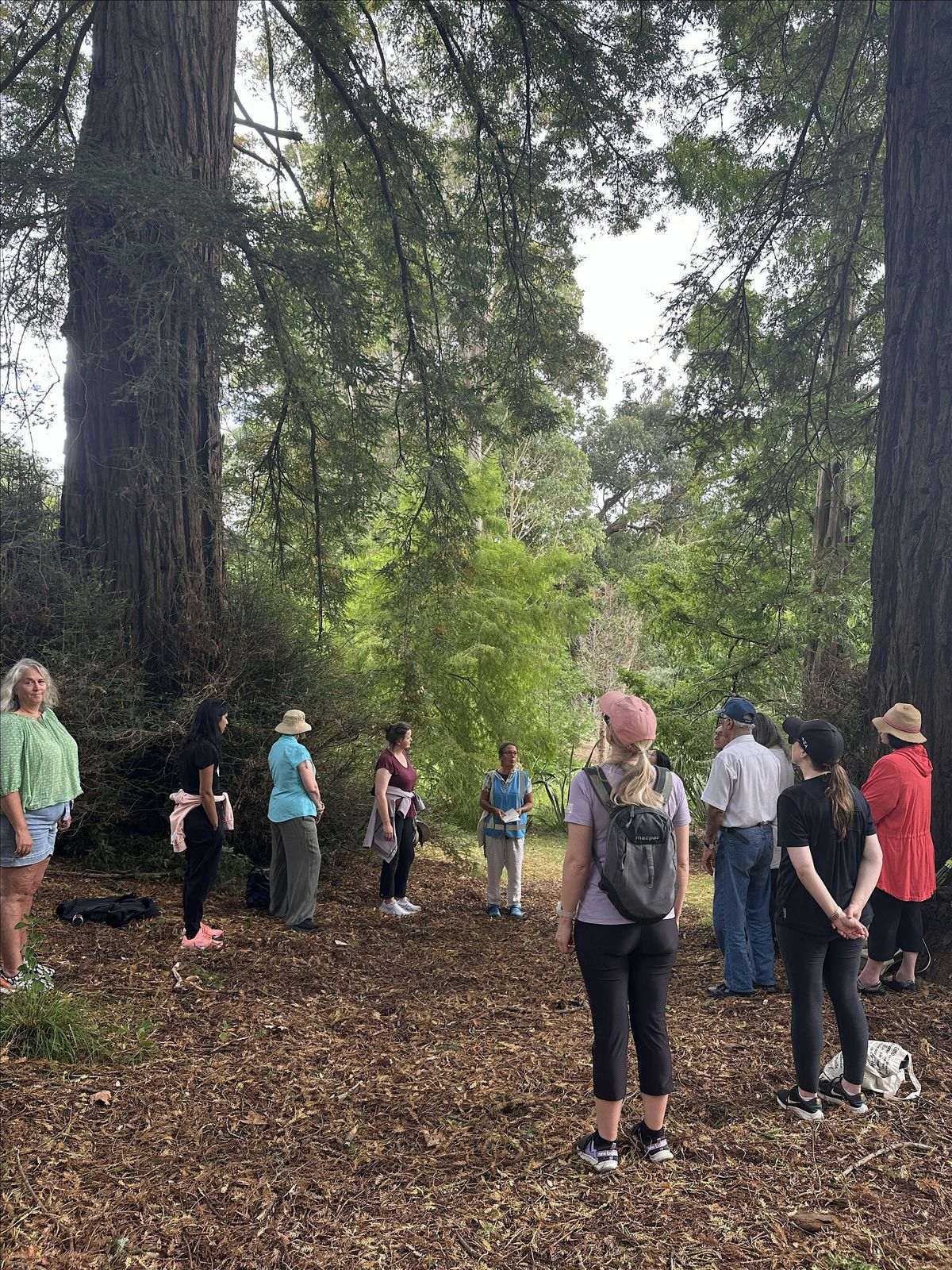 Guided Walk: Forest Bathing