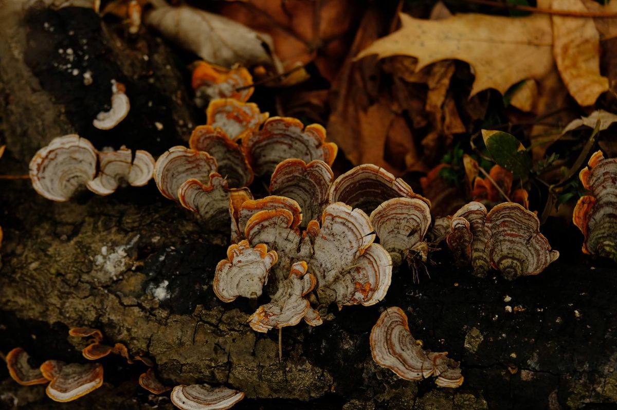 Fungus Walk with The New York Mycological Society