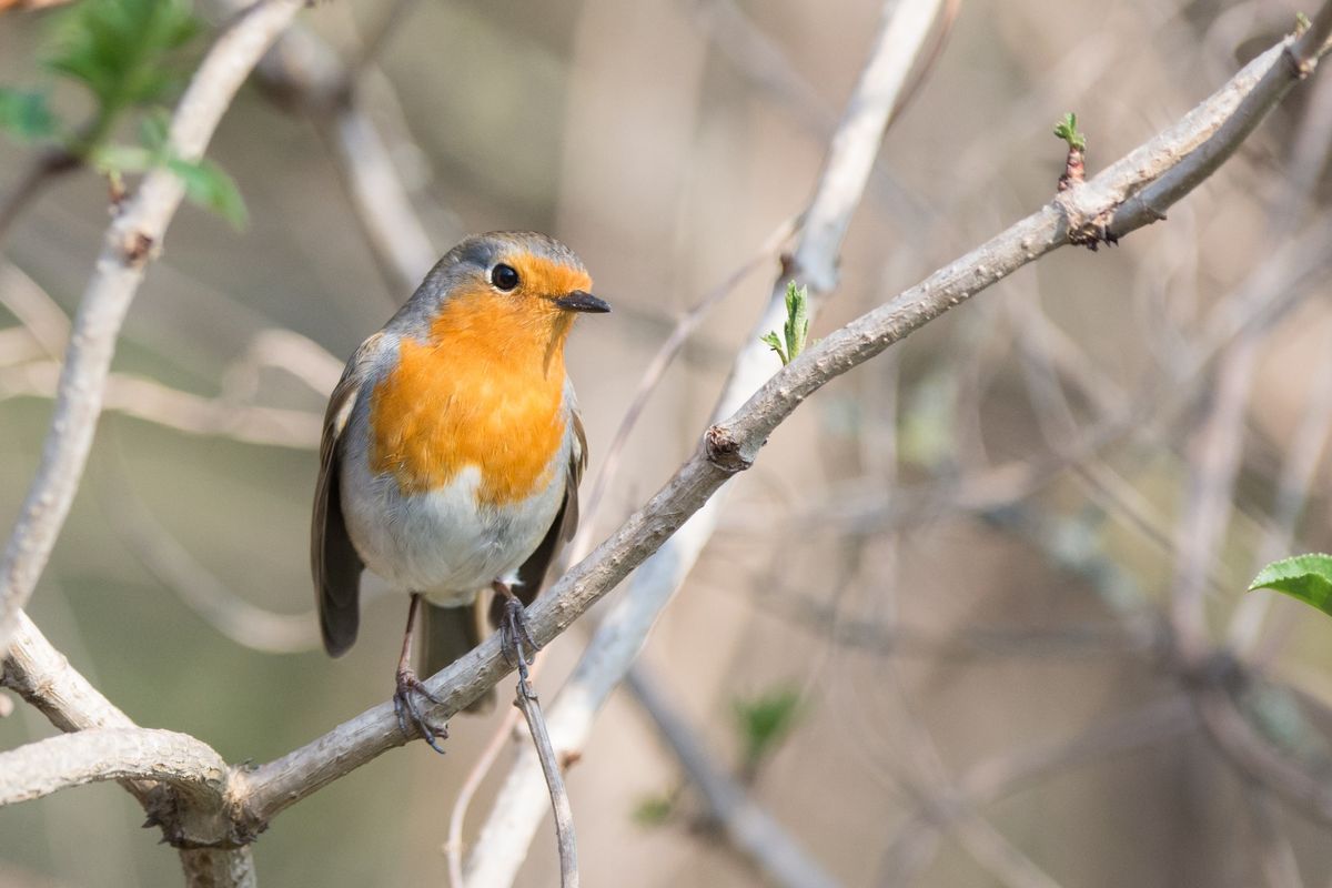 Morgendliche Vogelrunde bei Frauenhofen