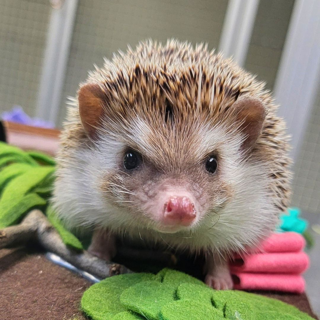 Hedgehog Day