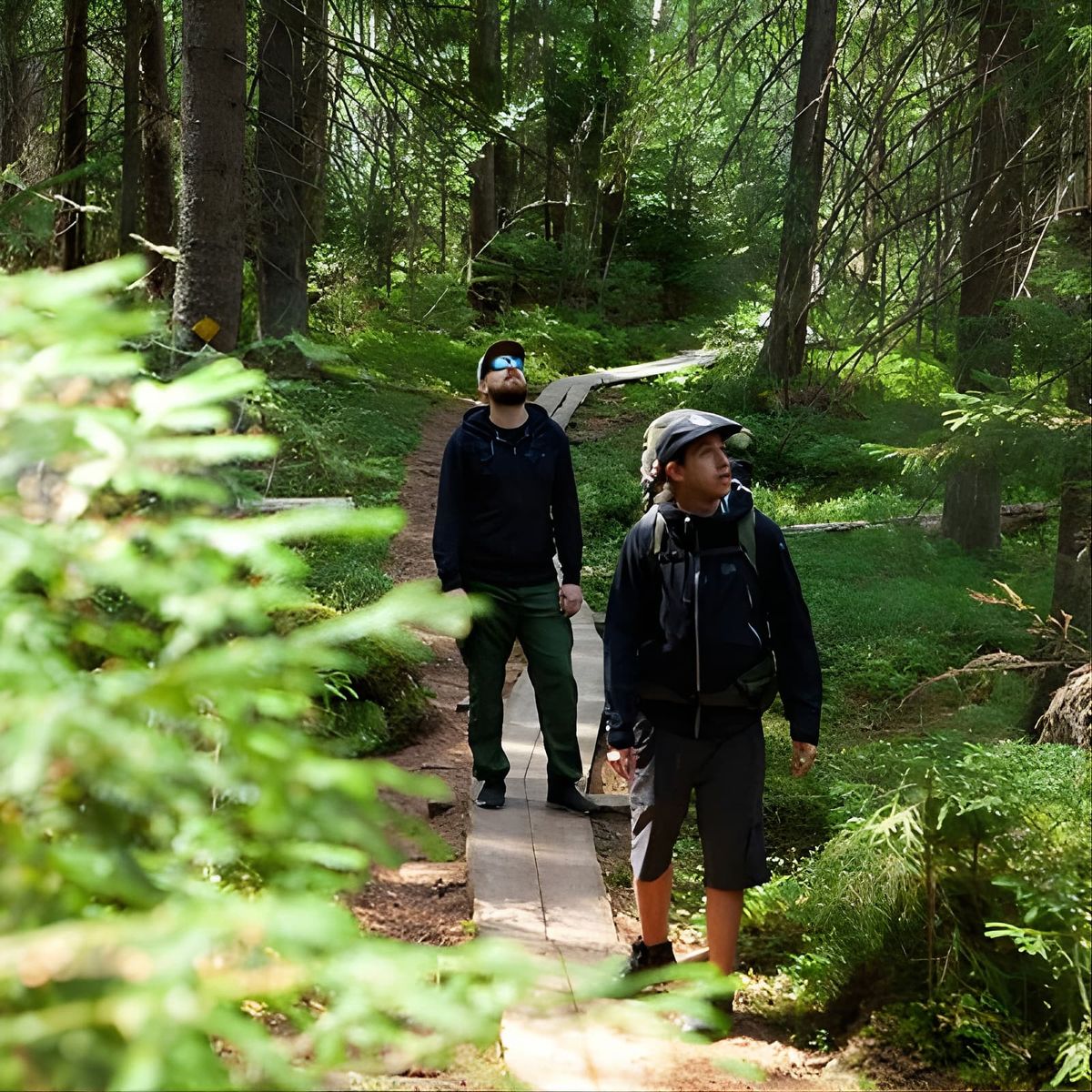 Magical Taiga Forest Hike with Lunch and Transportation