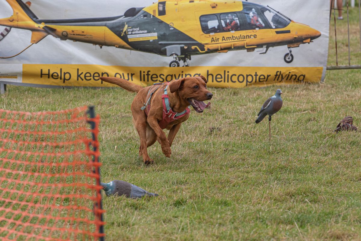 Derbyshire County Show - Display & Scurries