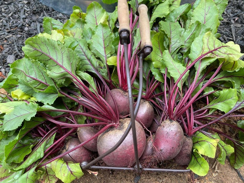 FOOD! Old Rucker Farm Volunteer Opportunity