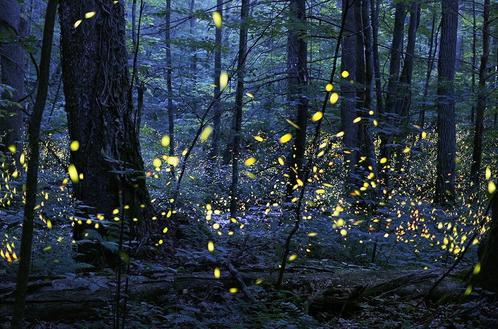 Lighting up the Night - Fireflies and Bioluminescence