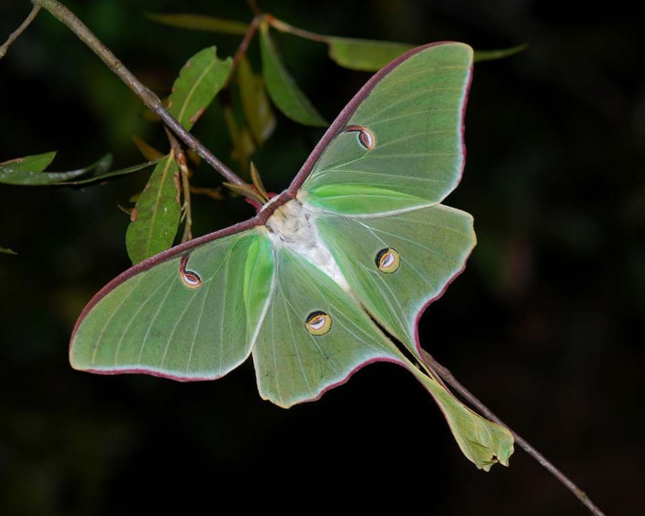 Bug and Bat Night Mill Mountain Discovery Center