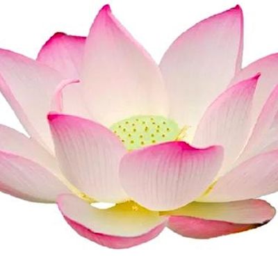 Lotus Bloom Qi Gong. Rosie Swift.