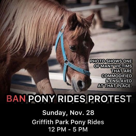 Ban Pony Rides Protest