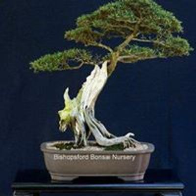 Bonsai at Bishopsford South Africa