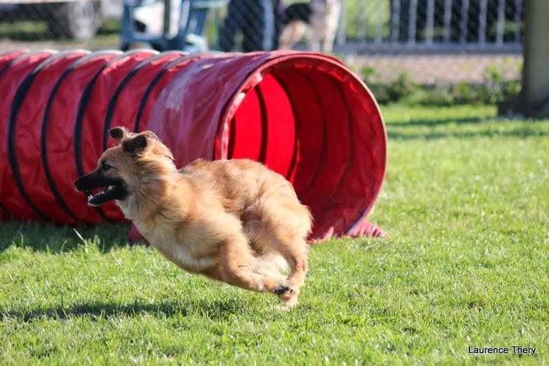 Concours d\u2019agility du club d\u2019Ouveillan 