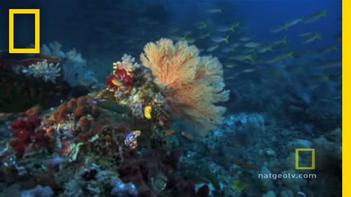 National Geographic Live: Diving The Great Barrier Reef